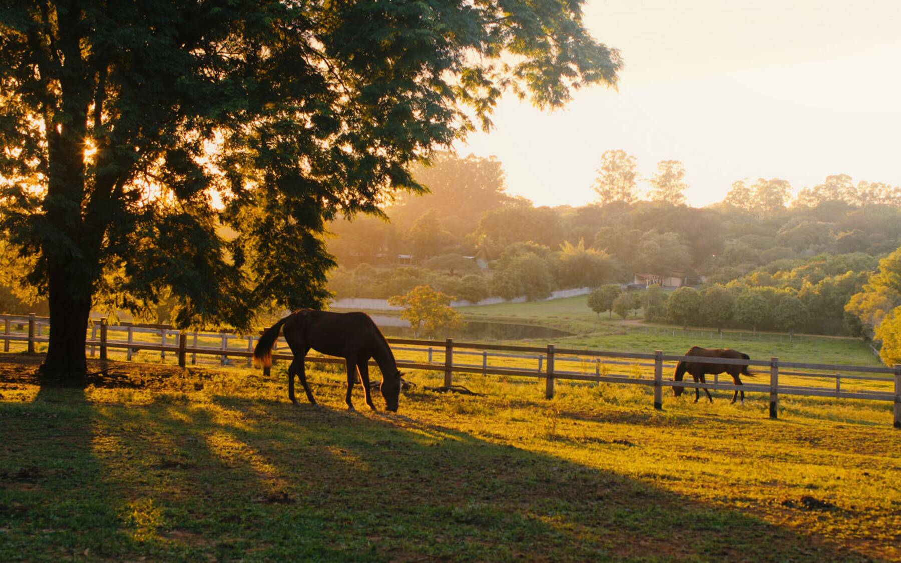 Paisagem de campo na região de Helvetia
